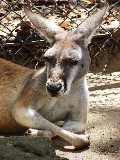 Typisches australisches rotes Riesenkaenguru: very relaxed and laid back!