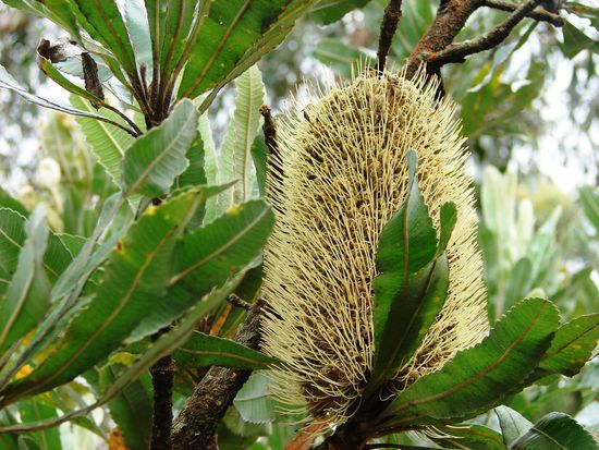 Bluete des Panksia Baumes, der zu den Proteaceen gehoert und ueberall in den Waeldern hier zu finden ist.