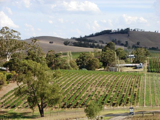 ... liegen die Weingaerten des Yarra Valley.