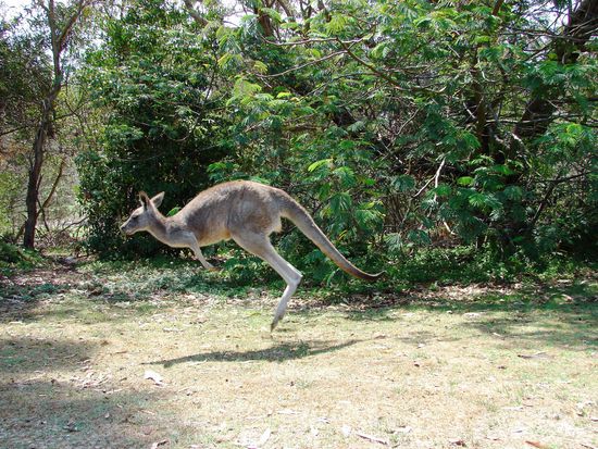 Die Roten Kaengurus machen Saetze von mehreren Metern.