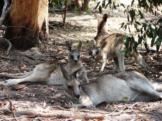 Tagsueber ist der Schatten der bevorzugte Aufenthaltsort.