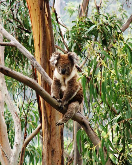 Koala in Wartestellung.