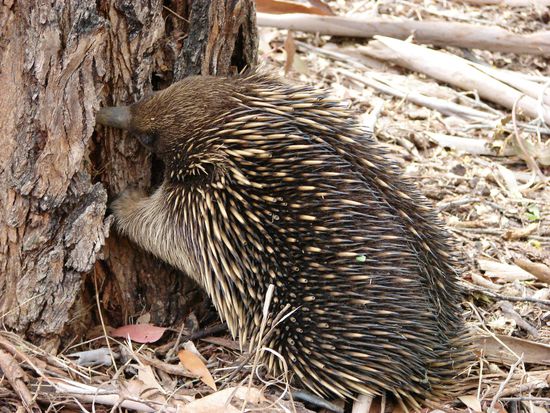 Schnabeligel beim Dinner!