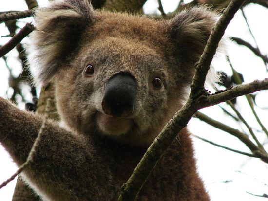 Da wollte der Koala nicht nachstehen.