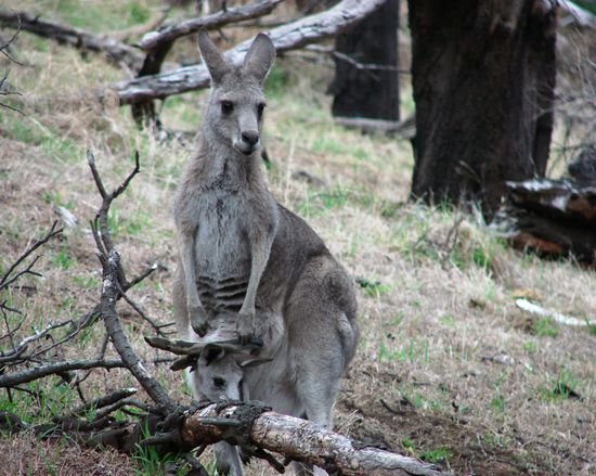 Das Wallaby hatte sogar sein Junges mitgebracht.