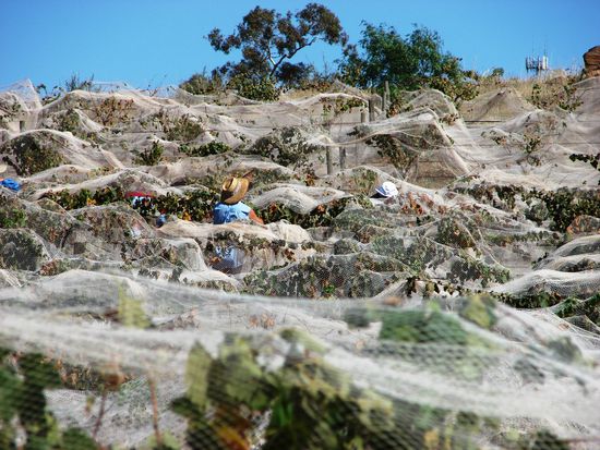 Einige der Weingaerten sind zum Schutz vor Voegel mit riesigen Netzen ueberzogen. Dazwischen sind die Huete der Lesehelfer erkennbar.