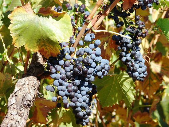 Wegen des extrem trockenen Winters ist die Groesse der Shiraztrauben heuer eher mager ausgefallen. Der Ertrag fiel von 1000 kg auf 300 kg pro acre.