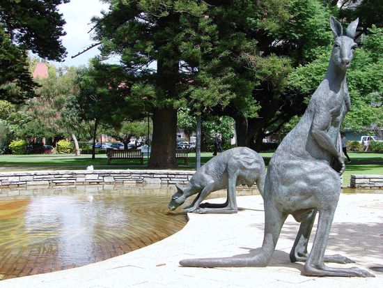 Kaengurus mitten in Perth!