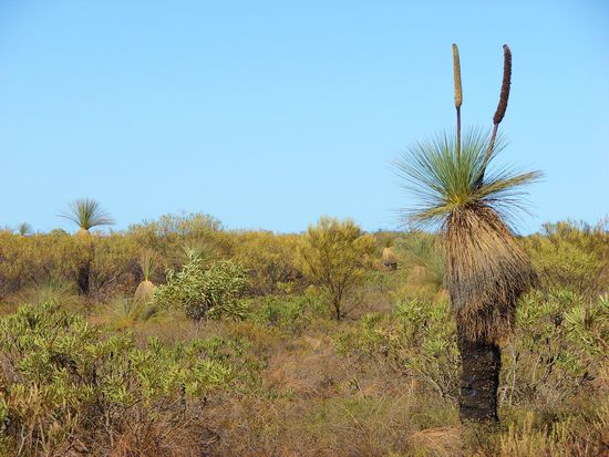 Die Ebene ist von zahlreichen Grasbaeumen bewachsen.