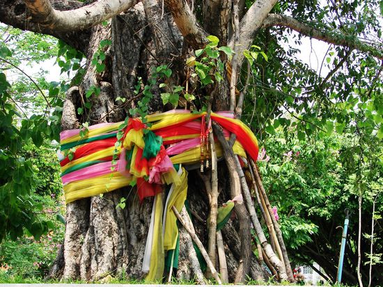 Heiliger Baum im Bereich des What Pho.