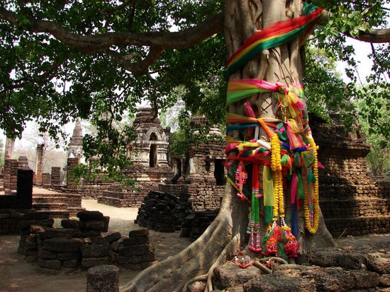 Als heilig verehrter Baum zwischen den Ruinen.