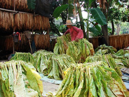 Bauer beim Aufhaengen der frisch geernteten Tabakblaetter.