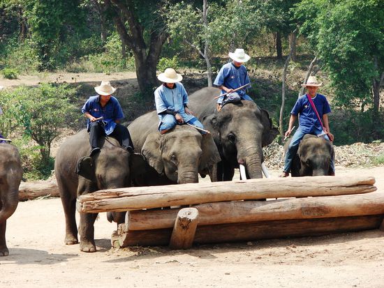 Elefanten beim Arbeitseinsatz.