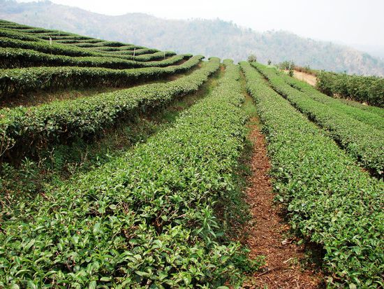Teeplantage bei Mae Salong.