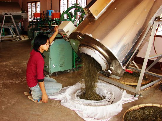 Die Teeverarbeitung erfolg ueberwiegend in Kleinbetrieben.