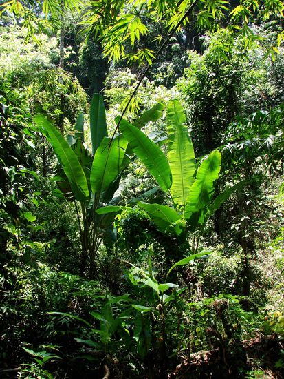 Blick in den dichten Regenwald.