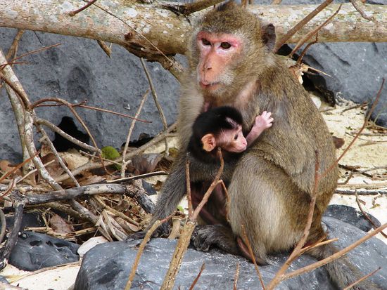 Makakenmutter mit Jungem am Monkey Beach.