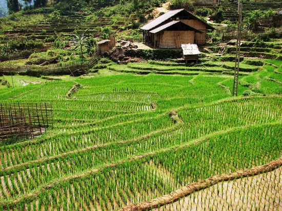 Die Reisfelder um Ban Ho erstrahlen schon in saftigem Gruen.