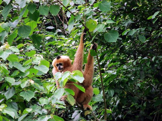 Beim Eingang zum Nationalpark versucht ein wissenschaftliches Projekt bedrohte Primaten wieder auszuwildern. Hier ein Gibbon.