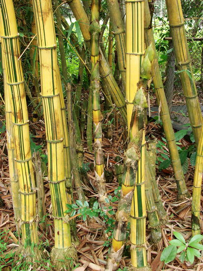 Der Wald bestand abwechselnd aus Bambus ...