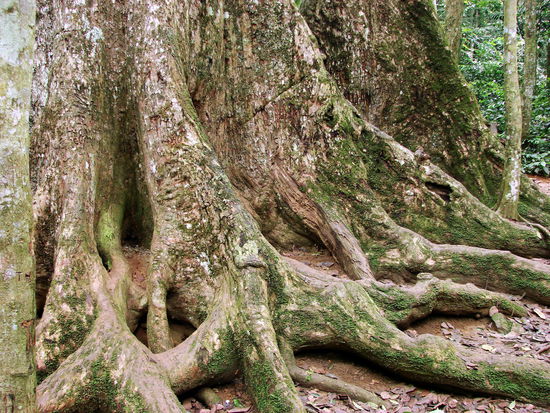 ... und maechtigen alten Baumriesen(hier die Wurzeln).