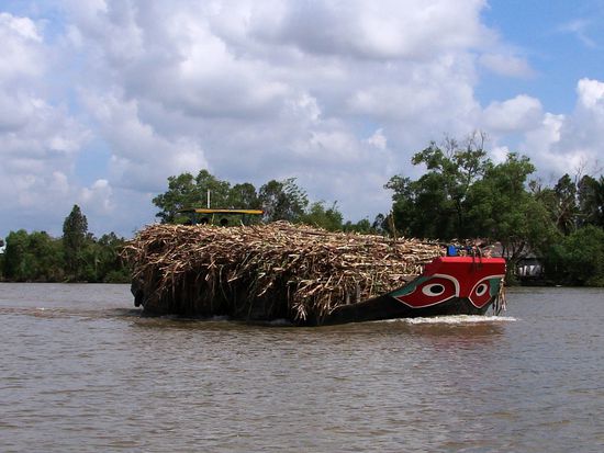 Staendig kamen uns Schiffe mit den landwirtschaftlichen Produkten entgegen: hier Zuckerrohr, ...