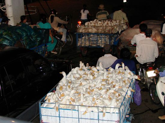 Beim Anstellen fuer die abendliche Faehre ueber den Fluss bot sich uns eine amuesante Szenerie.