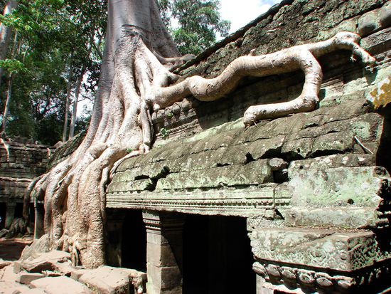 Gewaltige Baeume ...