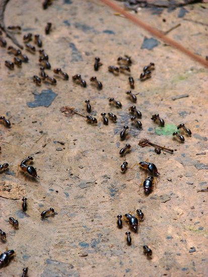Besucher bekommen ueberwiegend Insekten zu Gesicht.