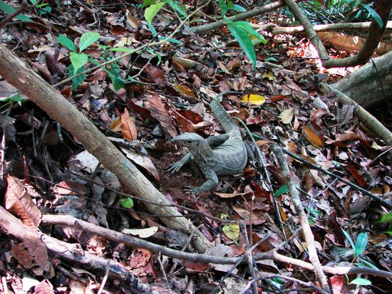 Zumindest ein Varan liess sich blicken!