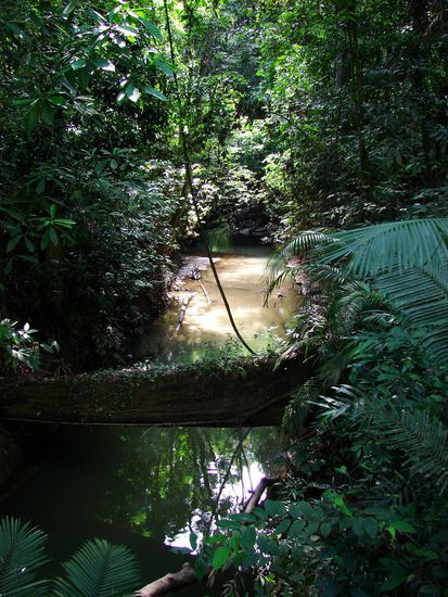 Immer wieder muessen Wasserlaeufe auf Baumstaemmen ueberquert werden.