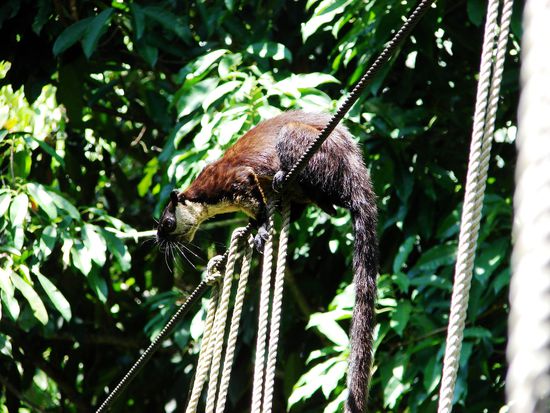 Ein unbekanntes Tier sonnte sich auf der Haengebruecke.