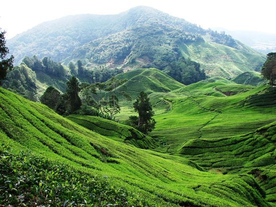 Die Landschaft erhaelt durch die Teepflanzungen eine harmonische Note.