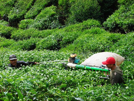 Die Pflueckmaschine wird muehsam von zwei Maennern den steilen Hang hochgezogen.