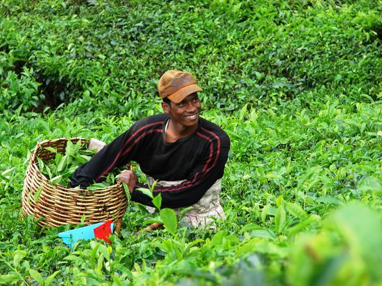 Was die Maschine uebrig laesst, wird manuell gepflueckt.
