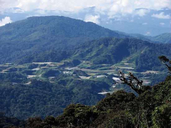 Immer oefter muss der Wald Obst- und Gemuesegaerten weichen.