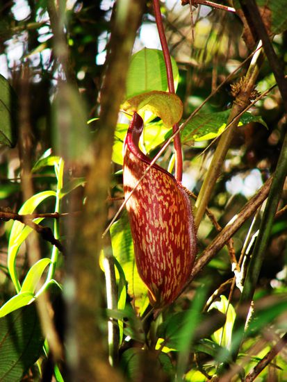 Im feuchten Bergwald gedeihen diverse Arten von Orchideen.