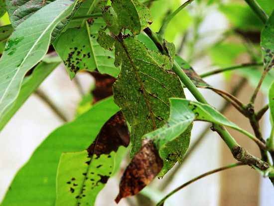 "Running Leaf", ein Insekt. Ja, ja, das "gruene Blatt" in der Bildmitte!