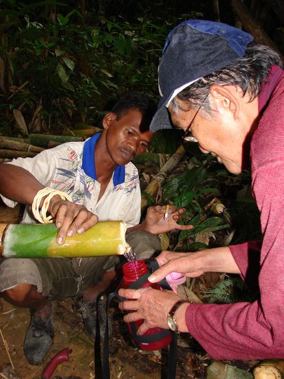 In den Bambusstaemmen wird jede Menge Trinkwasser gespeichert.