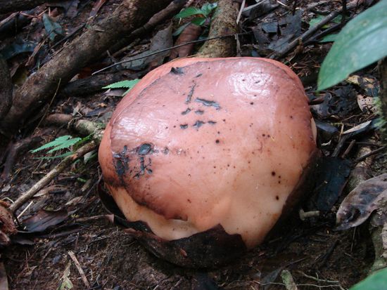 Rafflesiabluete etwa 4 Tage vor dem aufgehen.