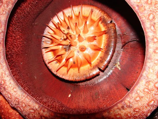 Das Innerere einer aufgebluehten Rafflesia.