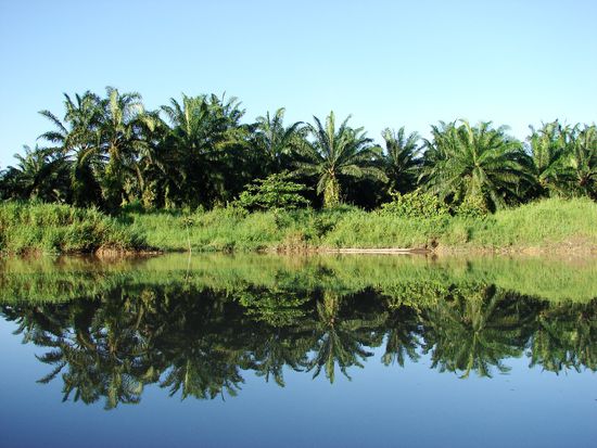 Teilweise beginnen die Palmenplantagen unmittelbar am Flussufer.