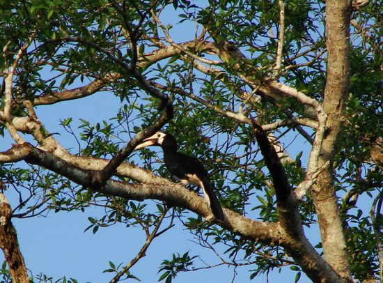 Hornbill in der Morgensonne.