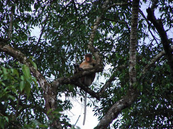 Hoch oben in den Baeumen ...