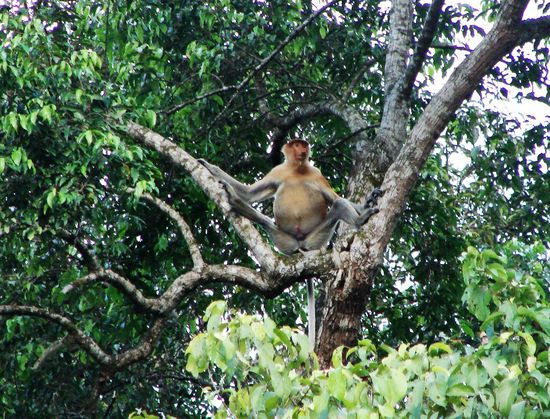 ...sitzen vor allem waehrend der Abenddaemmerung ...
