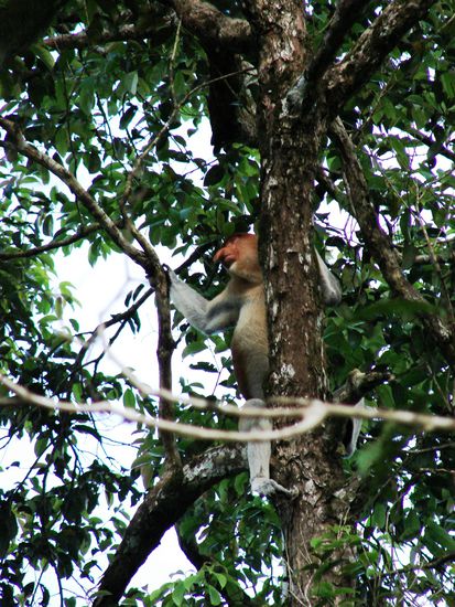 ... unzaehlige Nasenaffen (Proboscis Monkeys).
