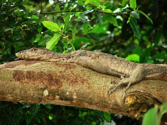 Monitor Lizards ruhen sich ebenso gerne auf Aesten oberhalb des Flusses aus ...