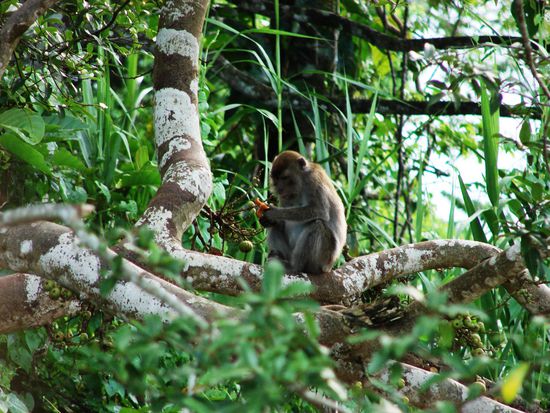 Langschwanzmakake beim Abendessen.