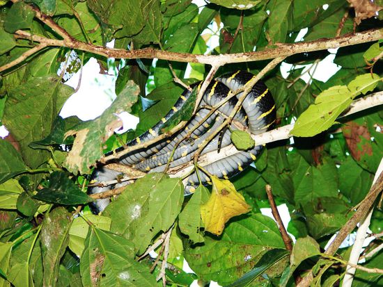 ... wie diverse Schlangen.