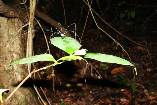 Ueberdimensionaler "Dschungelweberknecht".